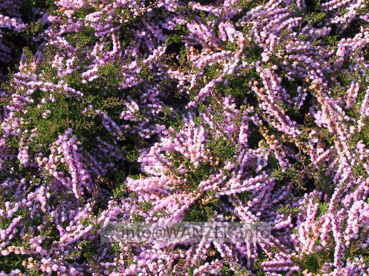 Calluna vulgaris County Wicklow.JPG